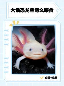 六角恐龙鱼一般养几只_六角恐龙群居饲养需注意数量与争斗