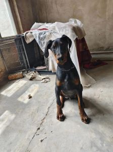 杜宾犬怎么裁耳与断尾_传统习俗与动物福利之争