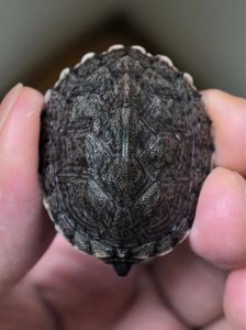 剃刀龟为什么不建议养_剃刀龟凶猛，有小孩或宠物家勿养