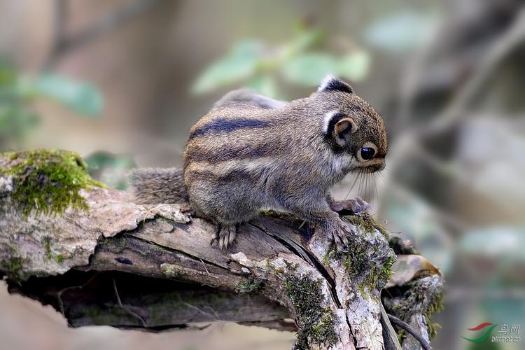 海南松鼠品种都有哪些_红腹黄山雪地,生态守护者需保护 海南松鼠品种都有哪些_红腹黄山雪地,生态守护者需保护