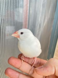 白文鸟养多久可以认主_幼鸟速认，成鸟慢养