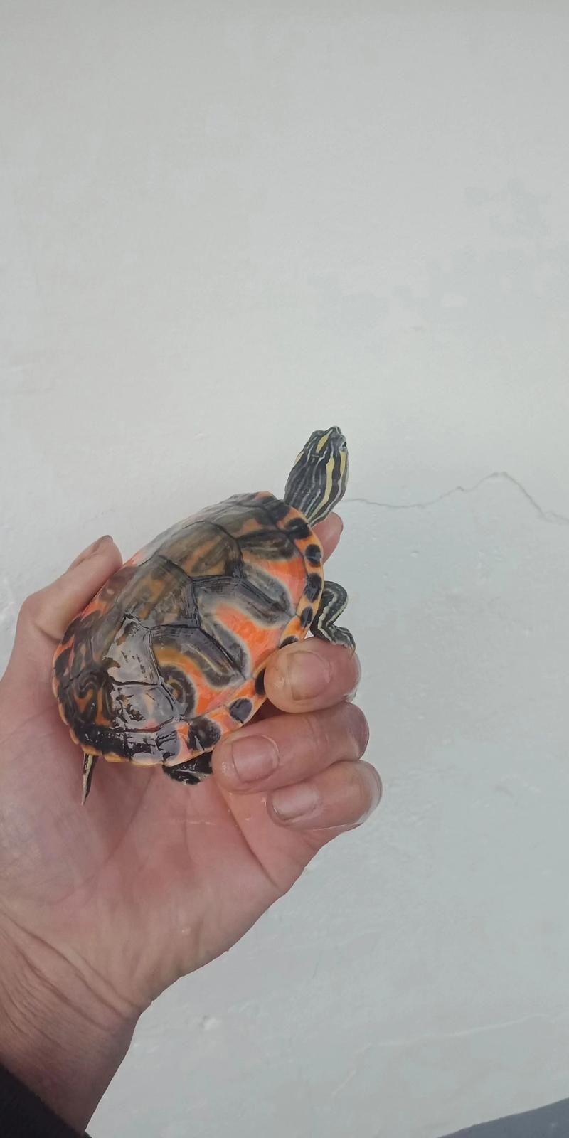 火焰龟是巴西龟属吗_外形相似但种类不同,饲养有别 火焰龟是巴西龟属吗_外形相似但种类不同,饲养有别