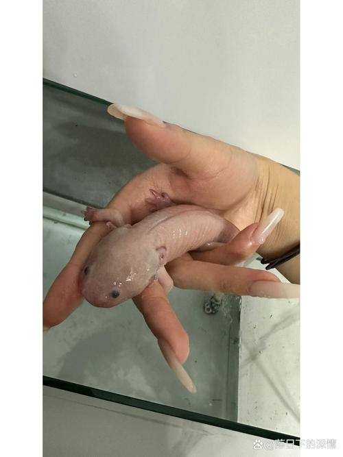 六角龙鱼死亡征兆_六角龙鱼沉寂褪色?小心环境疾病! 六角龙鱼死亡征兆_六角龙鱼沉寂褪色?小心环境疾病!