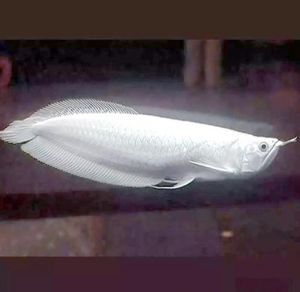 银龙鱼能养两条吗_银龙鱼美丽需大缸养，混养选温和鱼