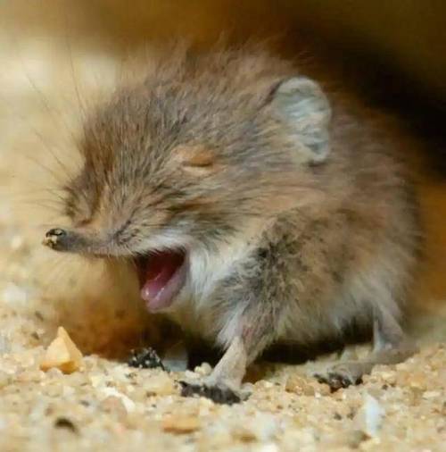 鼩鼱吃老鼠吗_食虫小精灵,毒液防天敌,幼崽跑火车 鼩鼱吃老鼠吗_食虫小精灵,毒液防天敌,幼崽跑火车