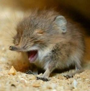 鼩鼱吃老鼠吗_食虫小精灵，毒液防天敌，幼崽跑火车