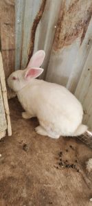 公兔母兔在一个笼能配对吗_兔配对看母兔是否发情，公母健康，环境安静