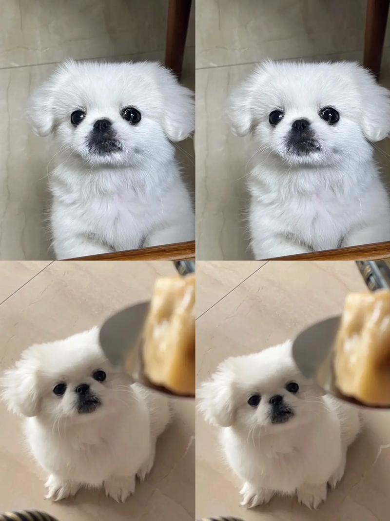 京巴犬刚开始养就后悔_甜美黏人需耐心,适合慢生活退休老人 京巴犬刚开始养就后悔_甜美黏人需耐心,适合慢生活退休老人