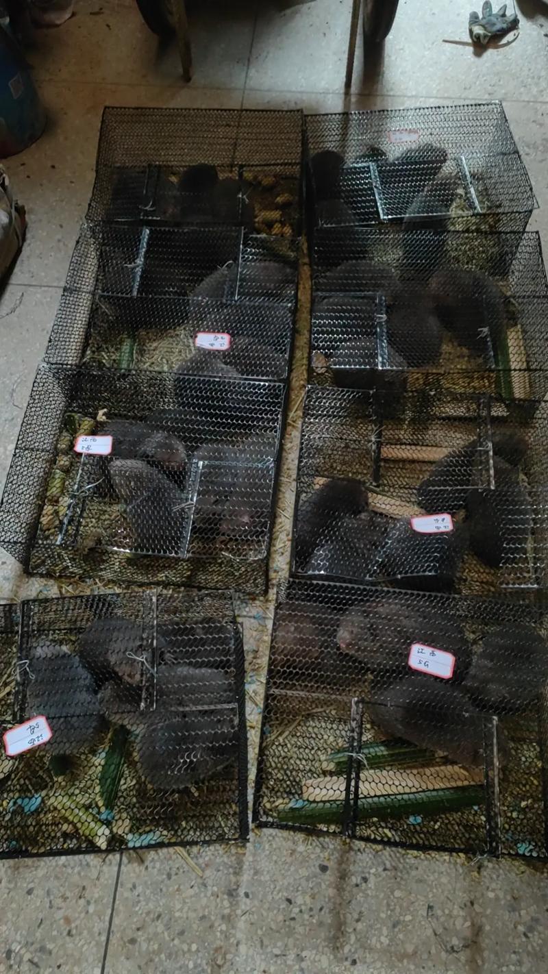 竹鼠家里可以养吗_养竹鼠要办证,违法必被查! 竹鼠家里可以养吗_养竹鼠要办证,违法必被查!