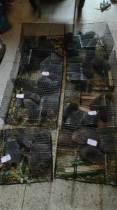 竹鼠家里可以养吗_养竹鼠要办证，违法必被查！