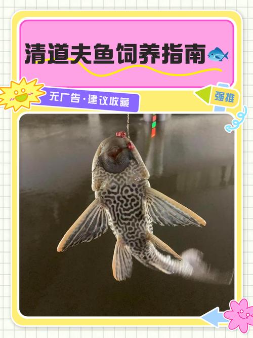 清道夫一般金鱼缸里放几只_1-2条清道夫清洁鱼缸,吃残饵藻类,混养需谨慎 清道夫一般金鱼缸里放几只_1-2条清道夫清洁鱼缸,吃残饵藻类,混养需谨慎