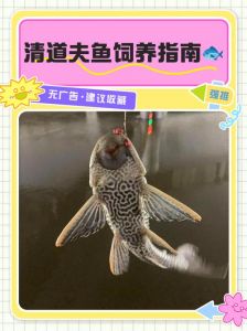 清道夫一般金鱼缸里放几只_1-2条清道夫清洁鱼缸，吃残饵藻类，混养需谨慎