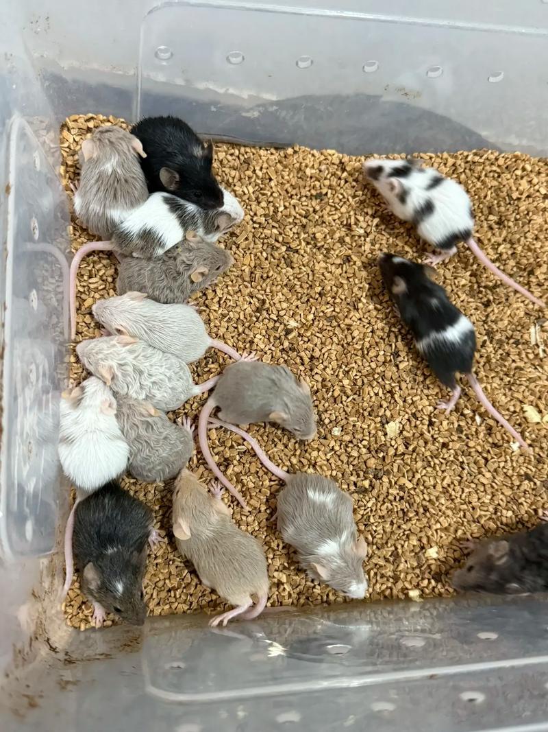 缎子鼠吃什么_缎子鼠饮食健康指南 缎子鼠吃什么_缎子鼠饮食健康指南