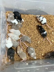 缎子鼠吃什么_缎子鼠饮食健康指南