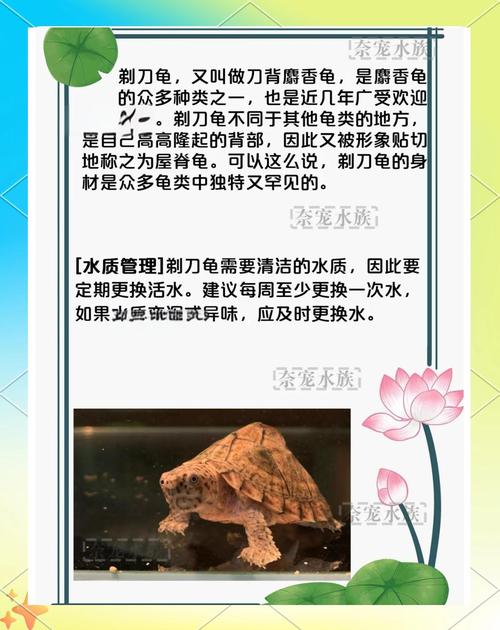 剃刀龟好不好养_剃刀龟好养吗?水族箱水温喂食全知道 剃刀龟好不好养_剃刀龟好养吗?水族箱水温喂食全知道