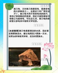 剃刀龟好不好养_剃刀龟好养吗？水族箱水温喂食全知道