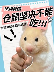 经常玩仓鼠会不会玩死_温柔互动建信任，洗手喂食别强求，适度玩耍勤剪指甲