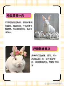 熊猫兔是肉兔吗一天喂几次_温和可爱，少食多餐的宠物兔