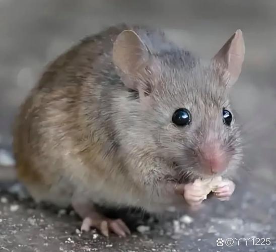 高智商亲人的鼠类_聪明亲人花枝鼠,爱干净易互动宠物新宠 高智商亲人的鼠类_聪明亲人花枝鼠,爱干净易互动宠物新宠