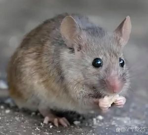 高智商亲人的鼠类_聪明亲人花枝鼠，爱干净易互动宠物新宠