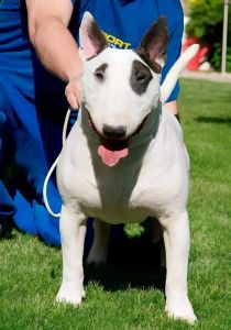 牛头梗是不是禁养犬_牛头梗禁养地区及饲养注意事项