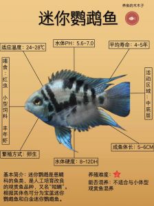 迷你鹦鹉鱼好养吗？新手养法看这里！
