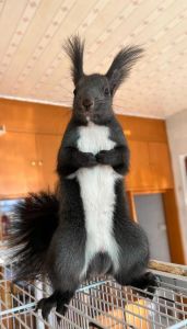 长大好看的松鼠品种_颜值性格及价格解析