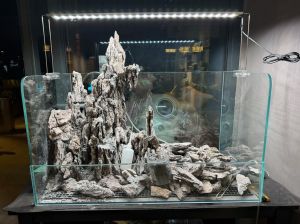 水陆缸适合养什么鱼_自然山水造景，低设备强观赏，养鱼好选择！