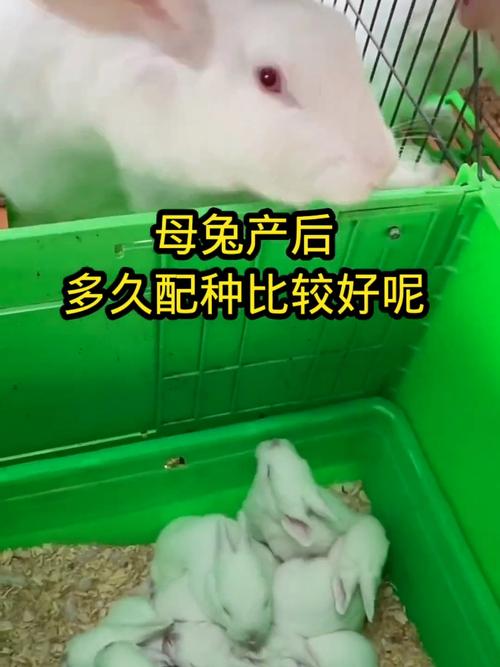 母兔几个月可以配种_凉爽早晚配母兔,壮年兔效果佳 母兔几个月可以配种_凉爽早晚配母兔,壮年兔效果佳