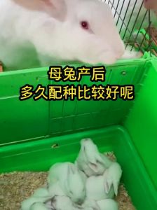 母兔几个月可以配种_凉爽早晚配母兔，壮年兔效果佳