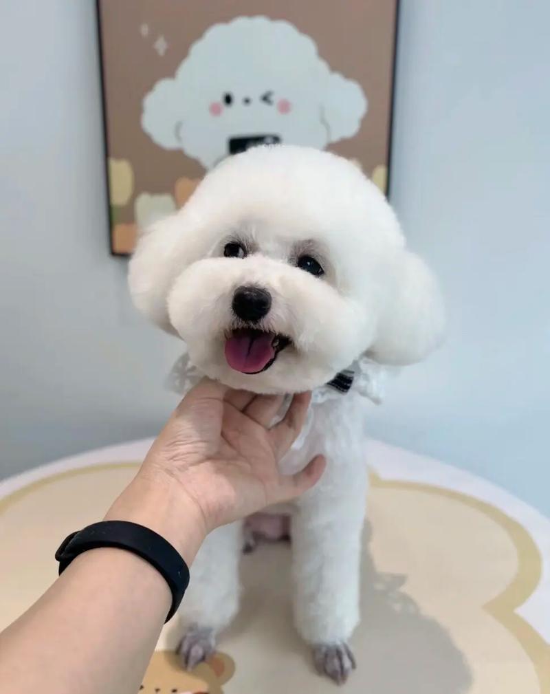 和泰迪很像的狗白色_比熊泰迪区别及养护小贴士 和泰迪很像的狗白色_比熊泰迪区别及养护小贴士