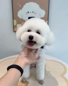 和泰迪很像的狗白色_比熊泰迪区别及养护小贴士