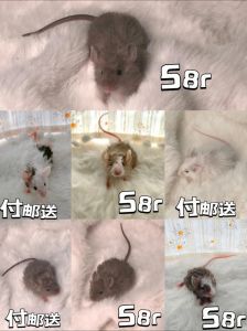 缎子鼠可以吃仓鼠粮吗_别喂仓鼠粮，要多样饮食