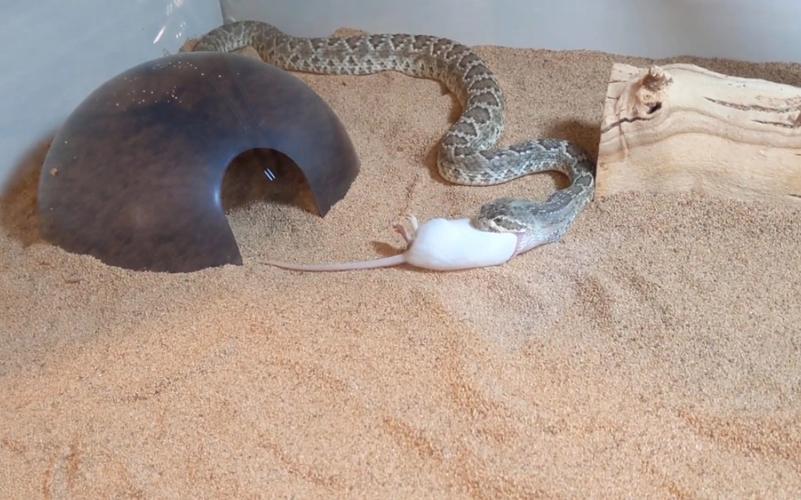 吃蛇的老鼠_老鼠吃蛇反常生态奇观 吃蛇的老鼠_老鼠吃蛇反常生态奇观