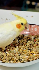玄凤鹦鹉吃红高粱吗_玄凤吃谷物蔬果，需补充钙蛋白，零食适量忌毒物
