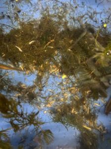 黑壳虾吃死鱼吗_食性杂易爆缸，注意饲养防影响