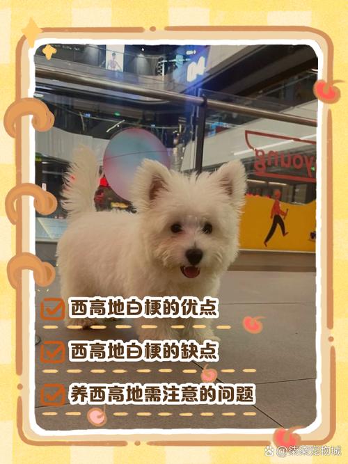 西高地犬有什么优缺点_坚韧粘人,护理低但开销大 西高地犬有什么优缺点_坚韧粘人,护理低但开销大