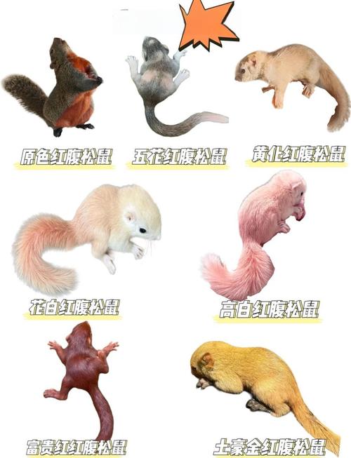 美国常见松鼠品种_灰松鼠红松鼠与狐松鼠介绍