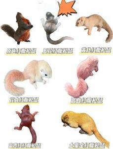 美国常见松鼠品种_灰松鼠红松鼠与狐松鼠介绍