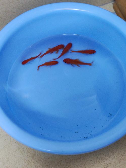 草金鱼为什么老追着锦鲤咬_鱼缸鱼咬 nhau 原因和处理 草金鱼为什么老追着锦鲤咬_鱼缸鱼咬 nhau 原因和处理