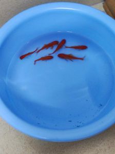 草金鱼为什么老追着锦鲤咬_鱼缸鱼咬 nhau 原因和处理