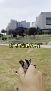 会飞的宠物鼠叫什么_滑翔动物与保护现状