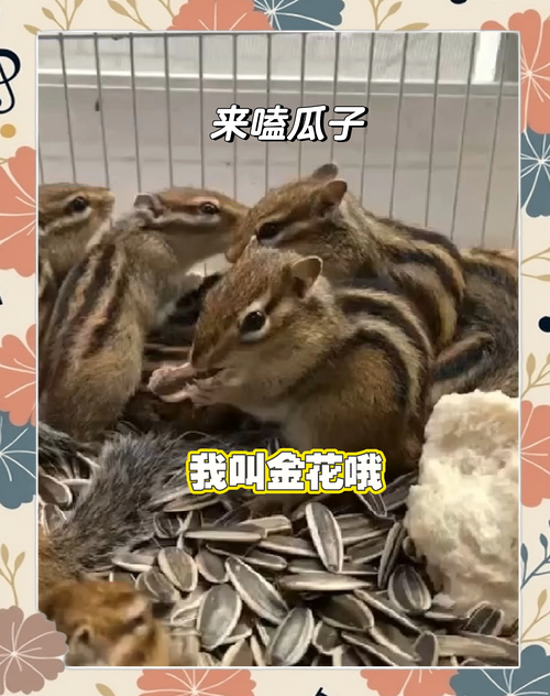 黄金鼠之聪明鼠_金鼠象征财富,传说聪慧,文化幸运符 黄金鼠之聪明鼠_金鼠象征财富,传说聪慧,文化幸运符