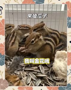 黄金鼠之聪明鼠_金鼠象征财富，传说聪慧，文化幸运符