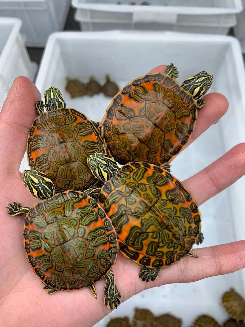 火焰龟为什么不建议养_火焰龟难养伤人还禁养,新手勿养 火焰龟为什么不建议养_火焰龟难养伤人还禁养,新手勿养