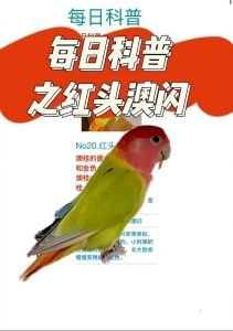 红头鹦鹉为什么不能随便养_保护红头鹦鹉，依法养鸟责任大