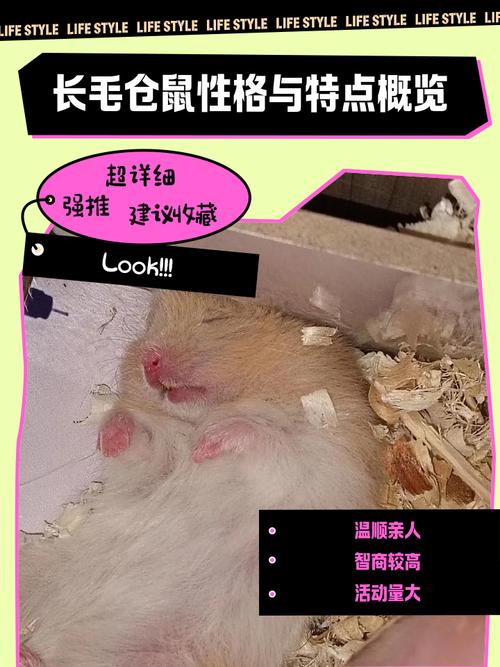 通心粉鼠智商怎么样_通心粉鼠性格各异需耐心饲养 通心粉鼠智商怎么样_通心粉鼠性格各异需耐心饲养