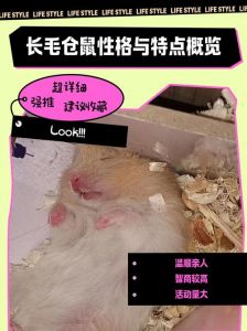 通心粉鼠智商怎么样_通心粉鼠性格各异需耐心饲养