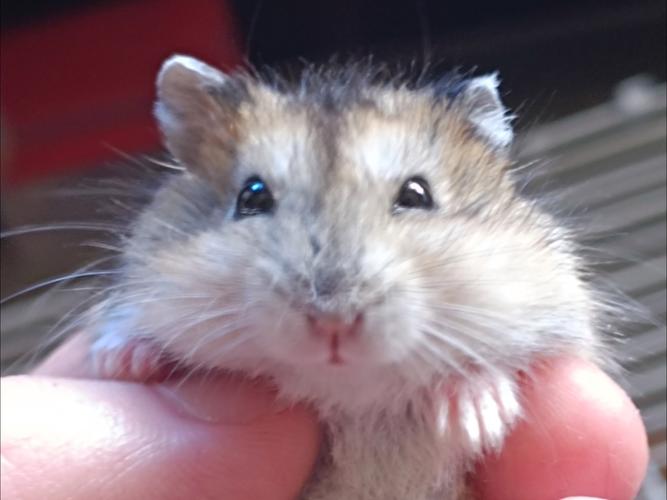 很像老鼠的一种宠物_鼠兔与豚鼠,鼩鼱和水豚,饲养须知 很像老鼠的一种宠物_鼠兔与豚鼠,鼩鼱和水豚,饲养须知