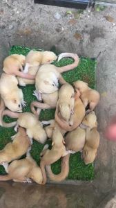 公红腹幼崽和成熟黄山母松鼠_选对奶粉防呛奶，松鼠养护看品种